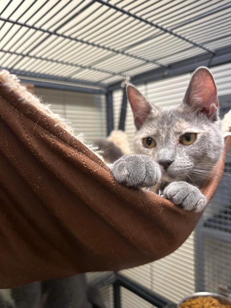 Enlarge Bunnie, a Adoptable mixed breed in Portland, IN image 1/2