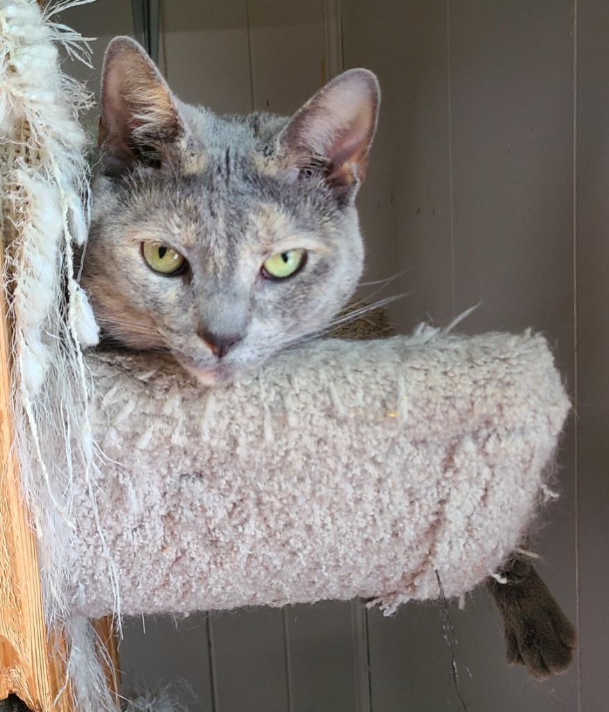 Enlarge Bunnie, a Adoptable mixed breed in Portland, IN image 2/2