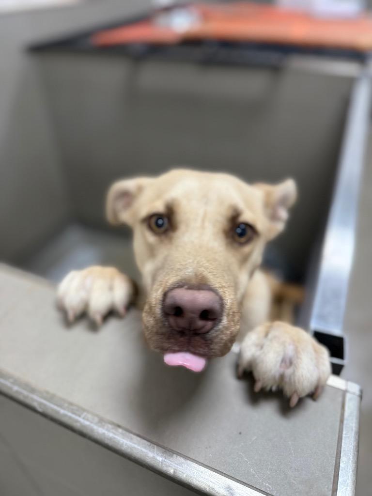 Blue, Adoptable, Young Male Mixed Breed.