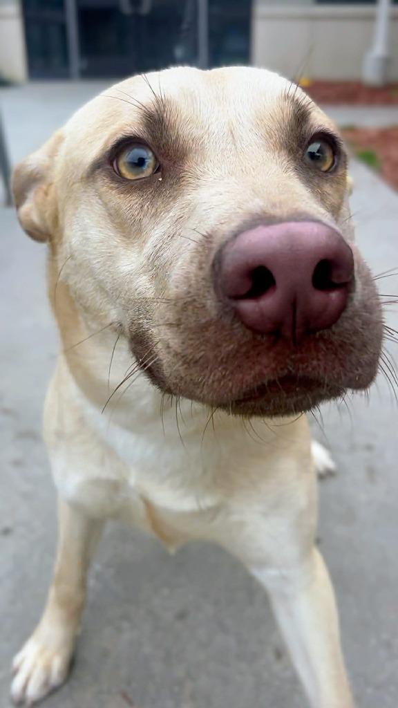 Enlarge Blue, a Adoptable mixed breed in Rome, GA image 2/2