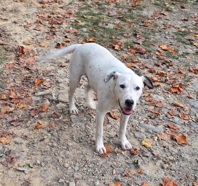 Enlarge Huckleberry Jam - Playful and easygoing, a Adoptable mixed breed in Woburn, MA image 6/6