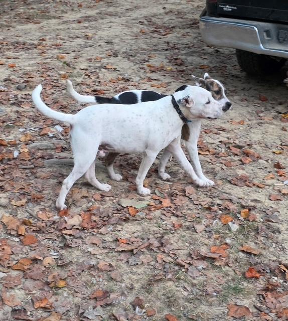 Enlarge Huckleberry Jam - Playful and easygoing, a Adoptable mixed breed in Woburn, MA image 5/6