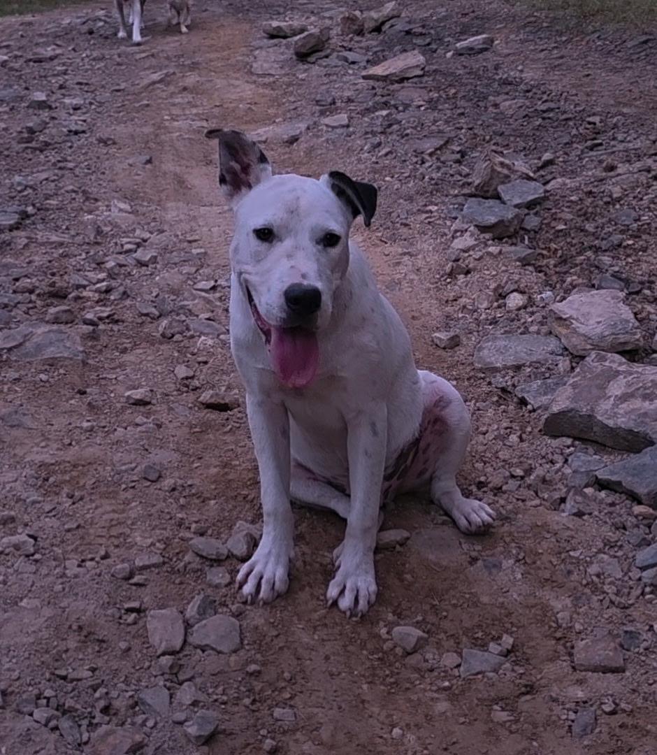 Enlarge Huckleberry Jam - Playful and easygoing, a Adoptable mixed breed in Woburn, MA image 4/6