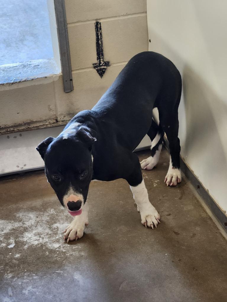Cooper, Adoptable, Puppy Male Pit Bull Terrier.