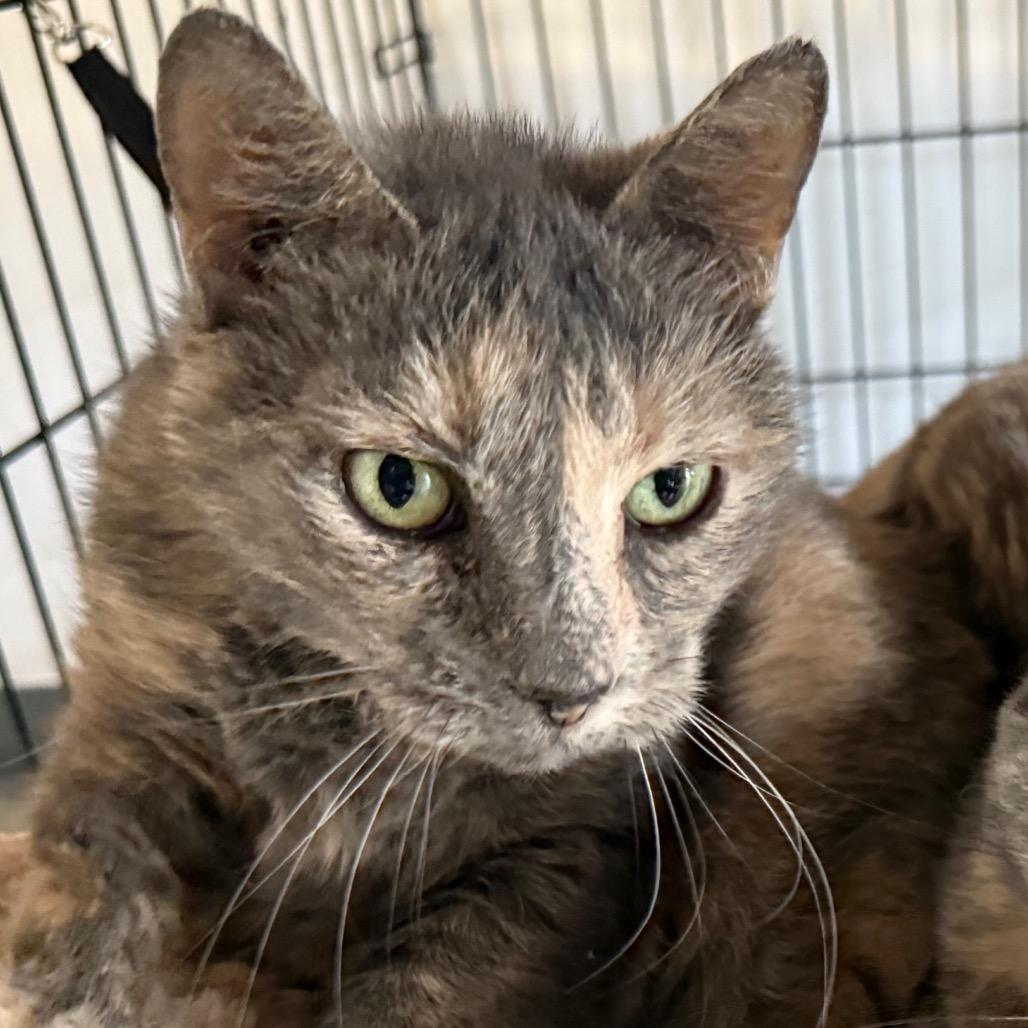 Selma, Adoptable, Senior Female Domestic Short Hair.