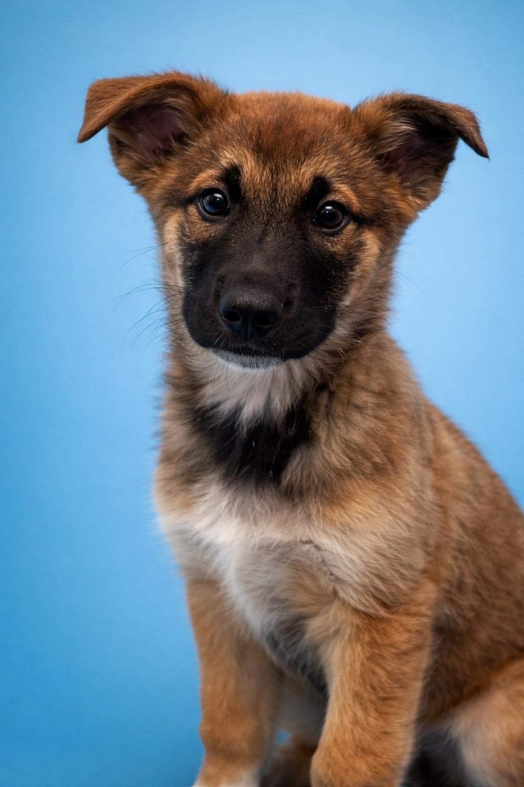 Barkley, ADOPTABLE, Puppy Male Shepherd.