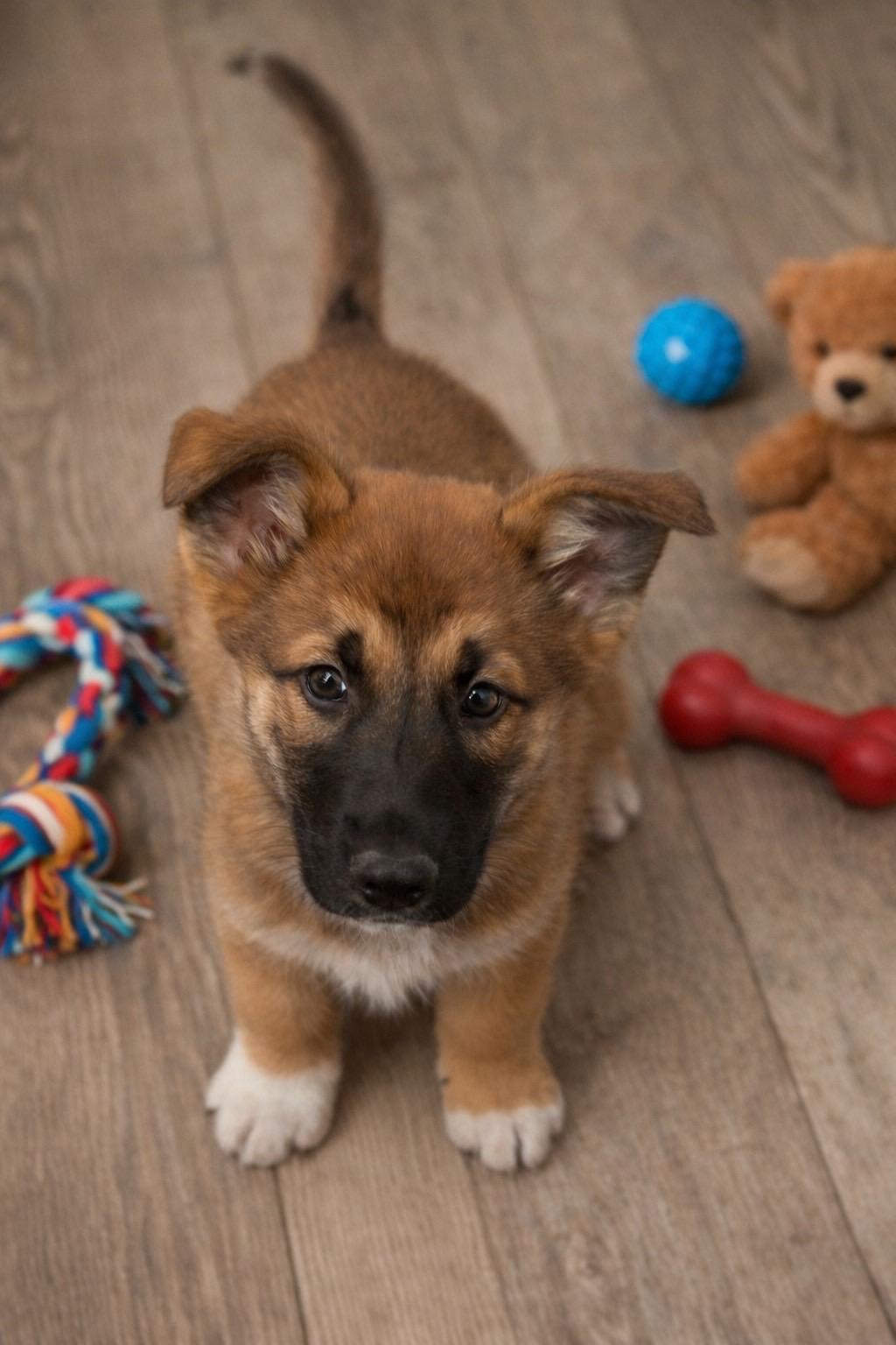 Enlarge Barkley, a ADOPTABLE mixed breed in Murrieta, CA image 3/5