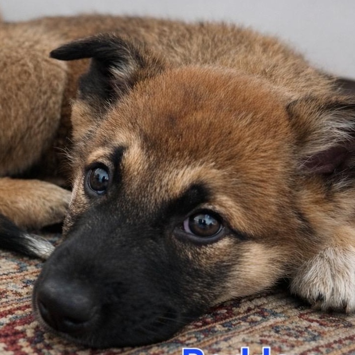 Enlarge Barkley, a ADOPTABLE mixed breed in Murrieta, CA image 5/5