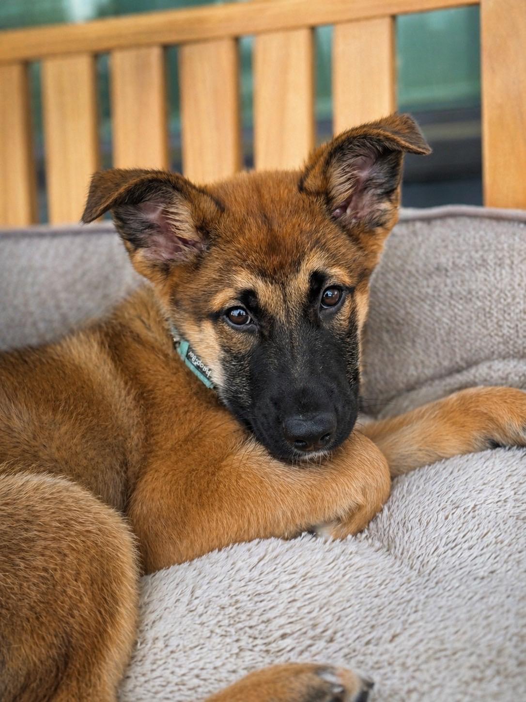 Barkley, adoptable, Puppy Male Shepherd.