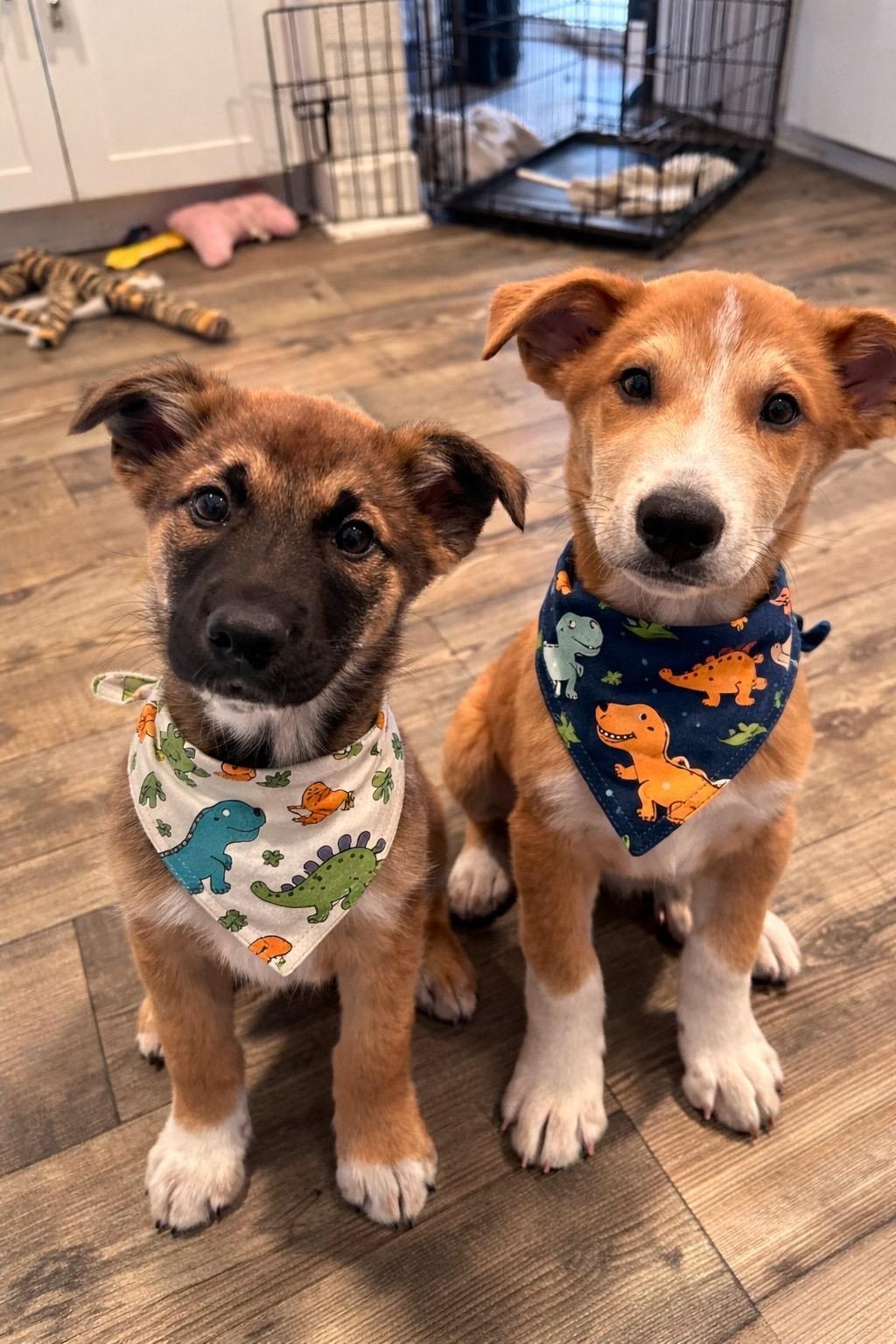 Enlarge Barkley, a ADOPTABLE mixed breed in Murrieta, CA image 2/5