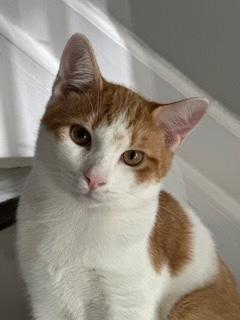 Oswald, a Adoptable Domestic Short Hair in Sterling, VA image 5/6