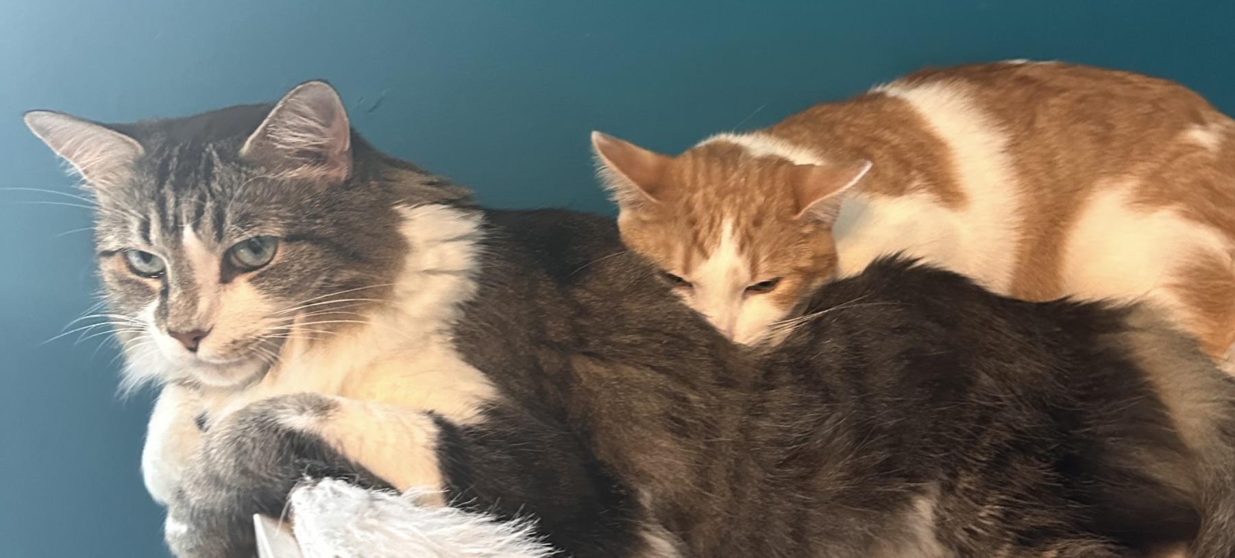 Oswald, a Adoptable Domestic Short Hair in Sterling, VA image 3/6