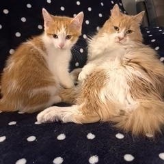 Oswald, a Adoptable Domestic Short Hair in Sterling, VA image 6/6