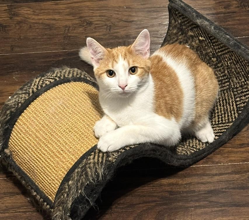 Oswald, a Adoptable Domestic Short Hair in Sterling, VA image 1/6