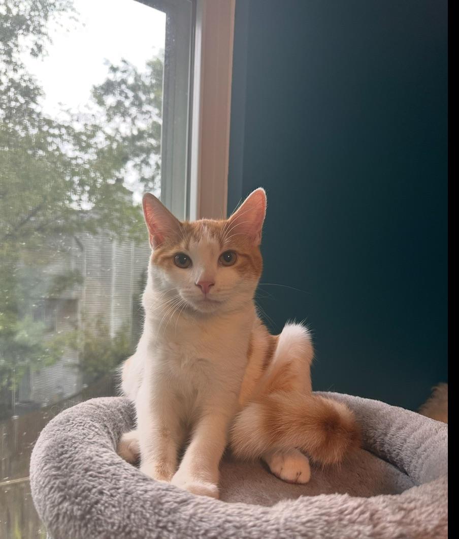 Oswald, a Adoptable Domestic Short Hair in Sterling, VA image 4/6