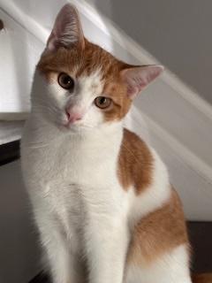 Oswald, a Adoptable Domestic Short Hair in Sterling, VA image 2/6