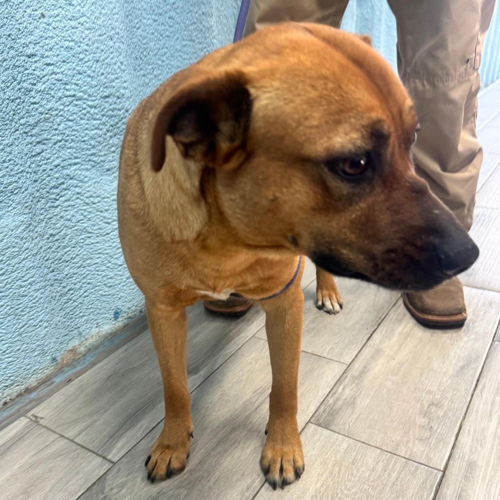 Mystique, Adoptable, Adult Female Black Mouth Cur.