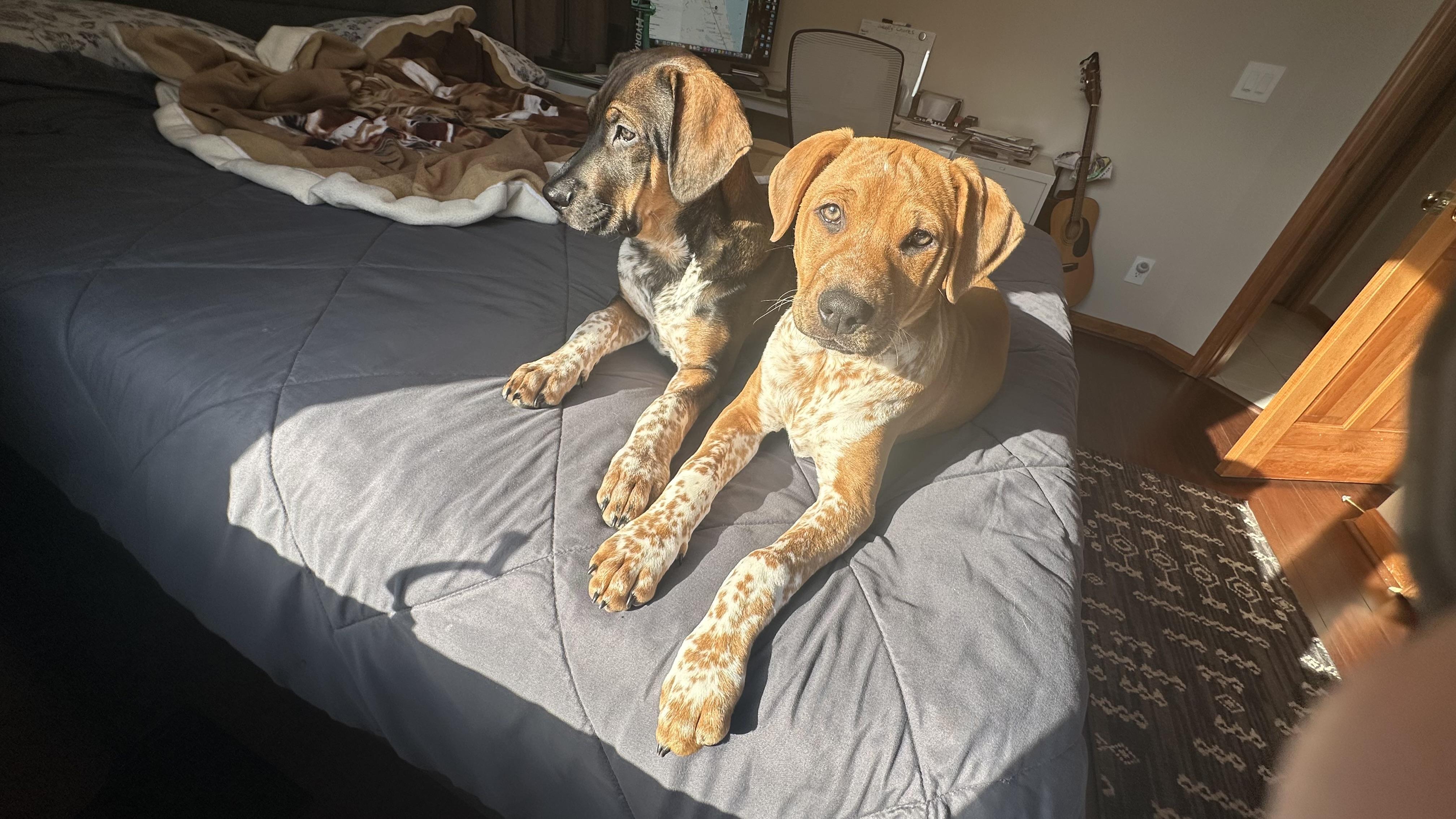 Enlarge Shandy, an adopted mixed breed in Plainfield, IL image 3/4