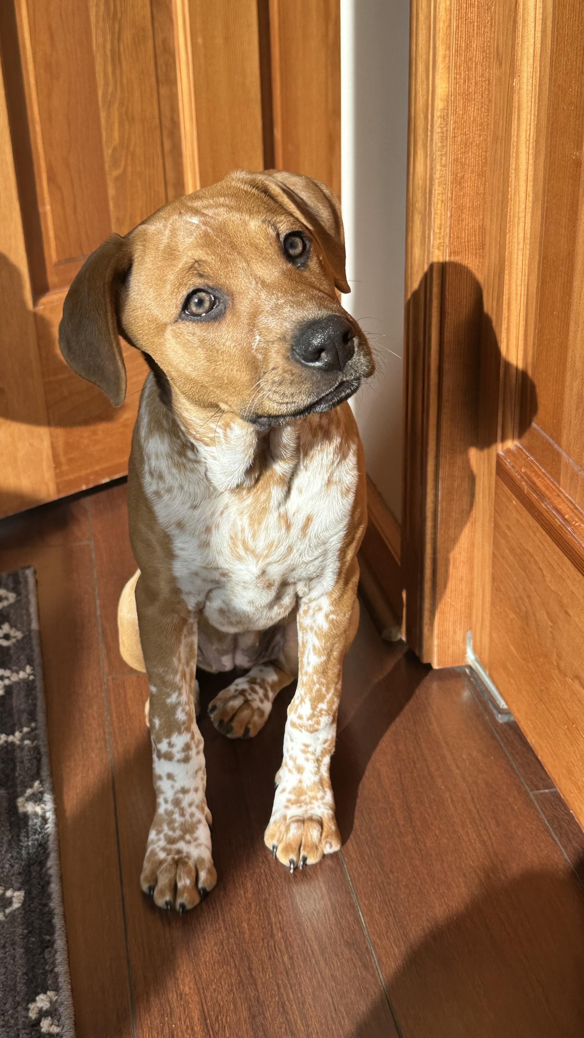 Enlarge Shandy, an adopted mixed breed in Plainfield, IL image 1/4