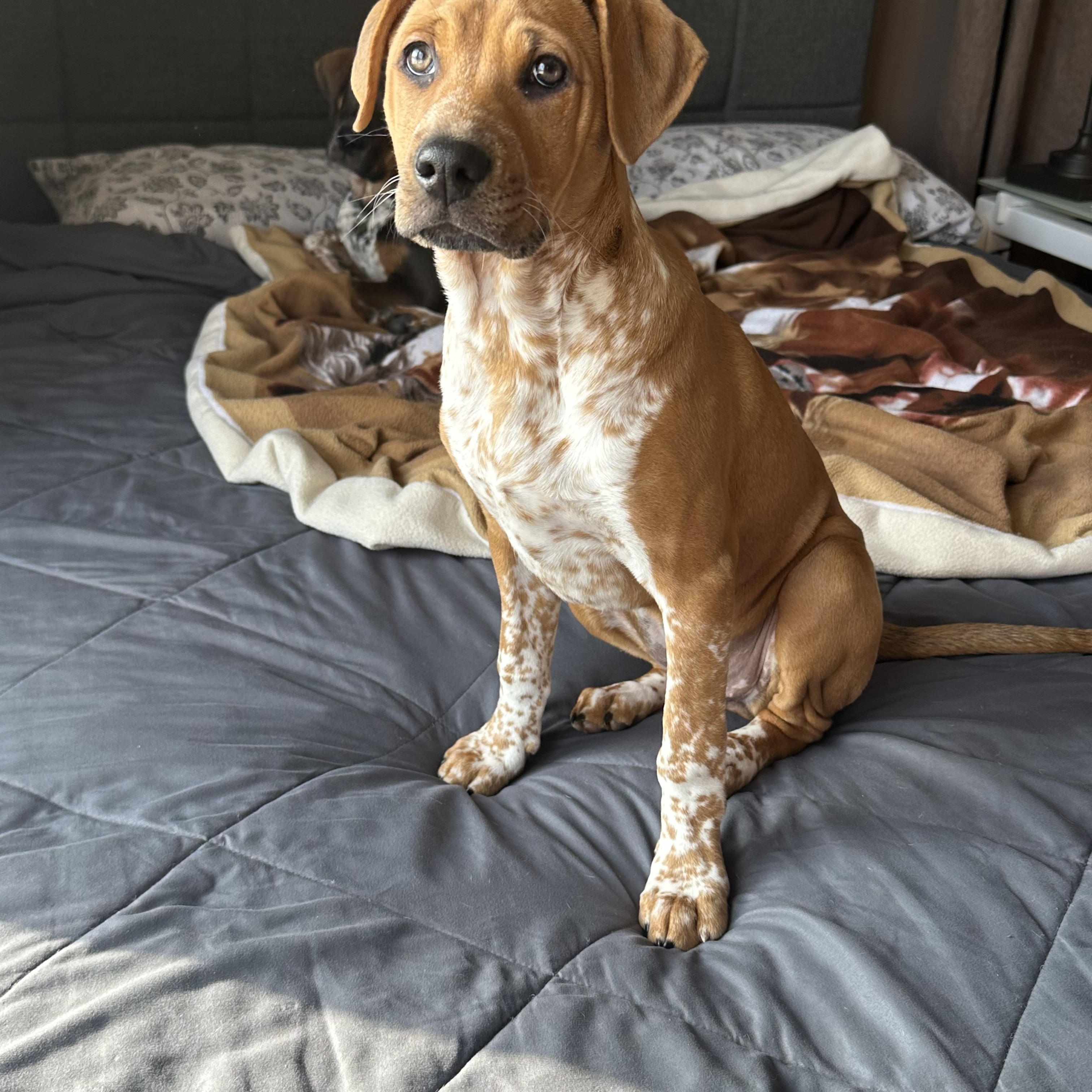 Enlarge Shandy, an adopted mixed breed in Plainfield, IL image 2/4