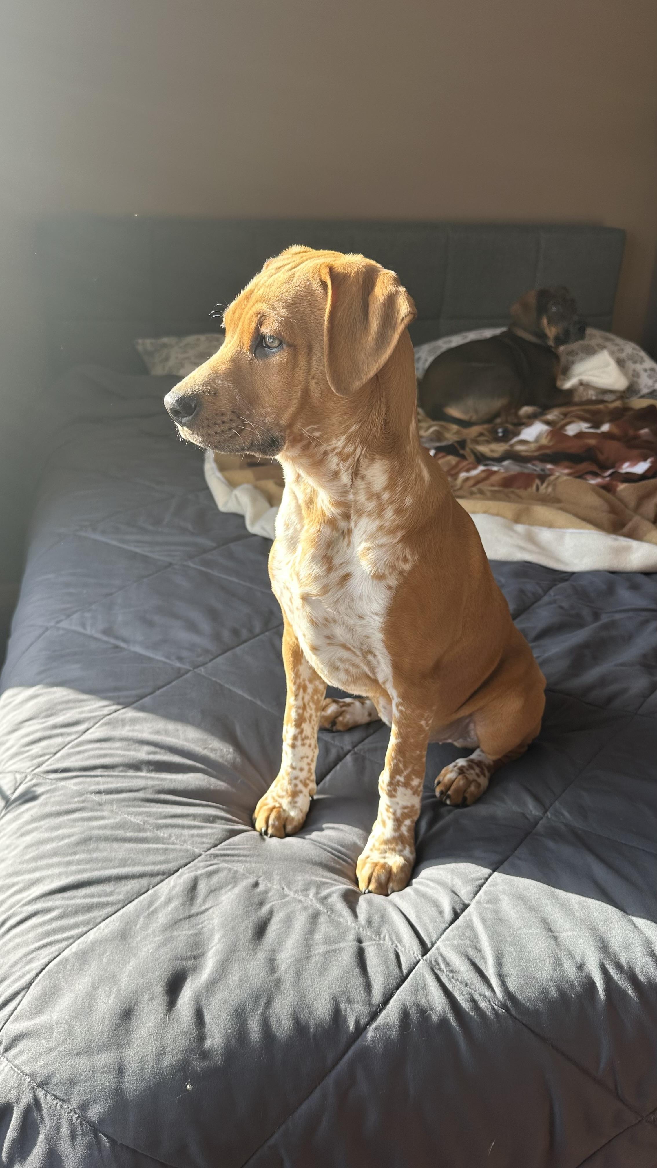 Enlarge Shandy, an adopted mixed breed in Plainfield, IL image 4/4