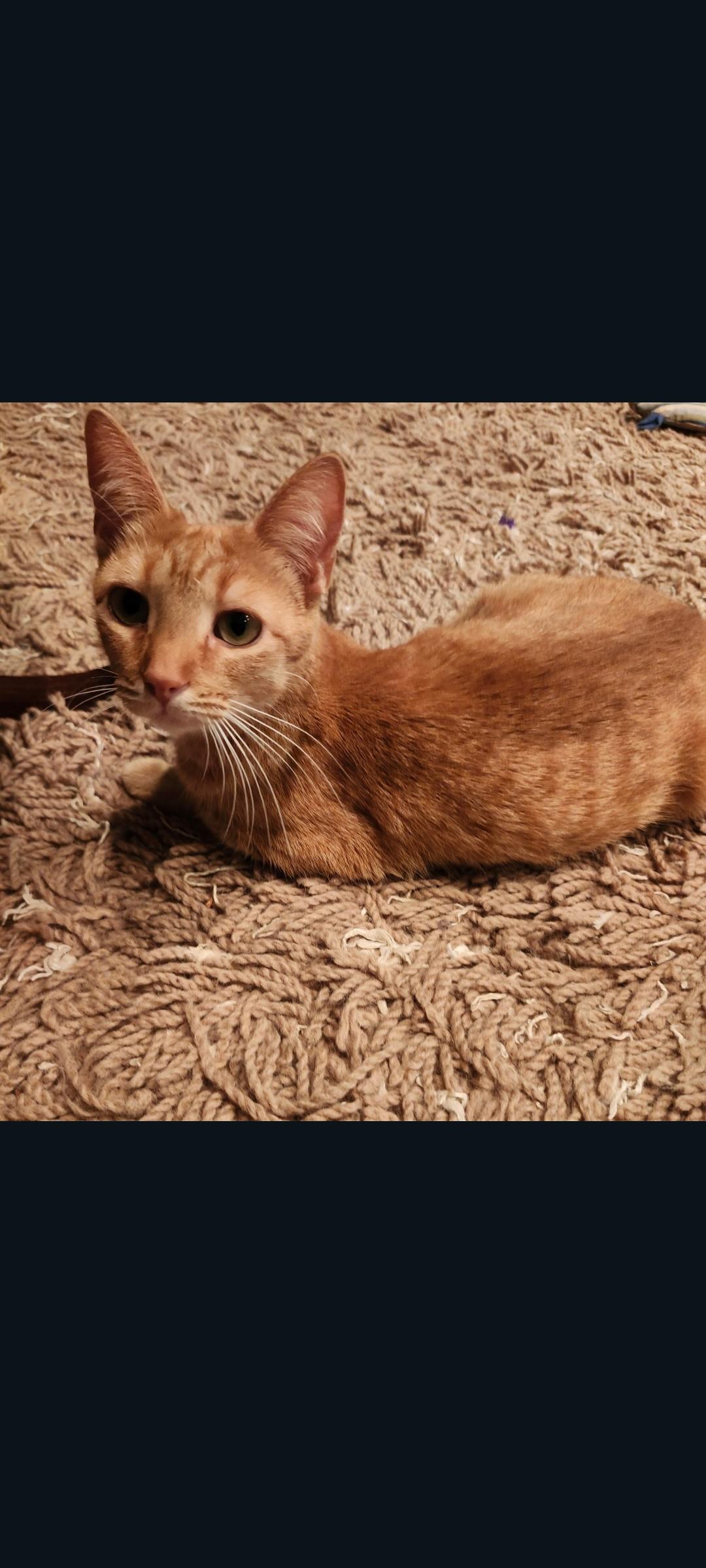 Enlarge Carmella, a Adoptable Domestic Short Hair in Lewis Center, OH image 3/6