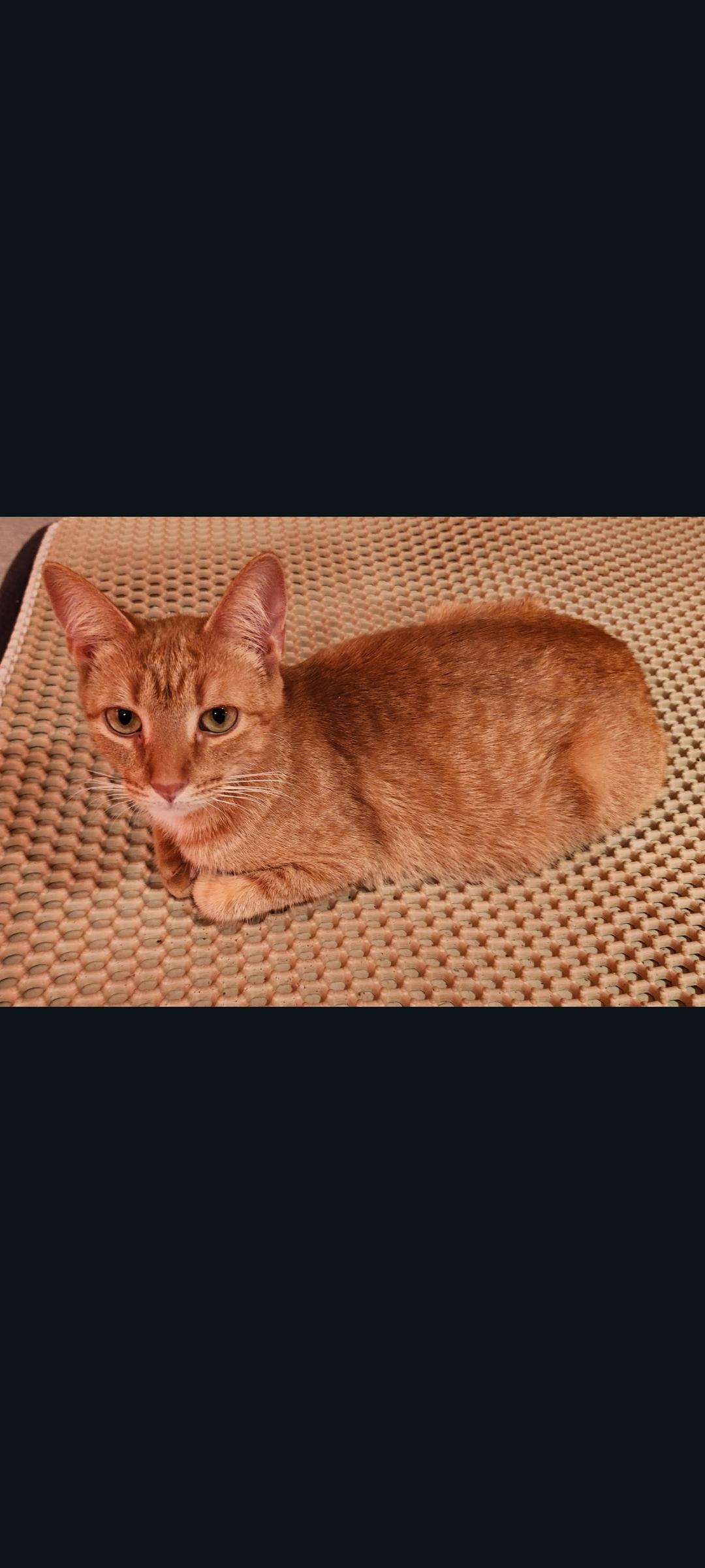 Enlarge Carmella, a Adoptable Domestic Short Hair in Lewis Center, OH image 4/6