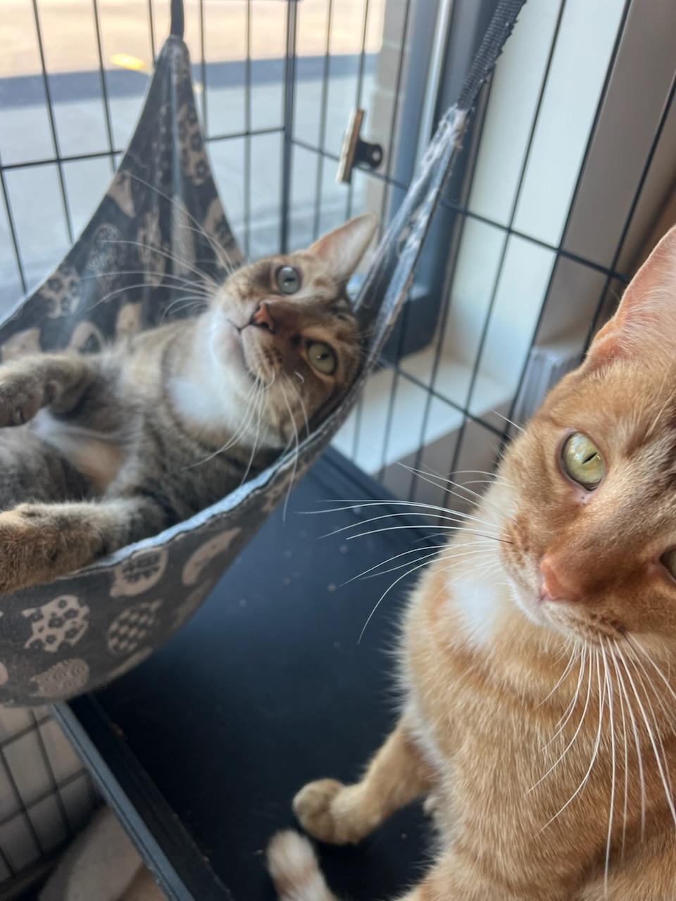 Enlarge Carmella, a Adoptable Domestic Short Hair in Lewis Center, OH image 5/6