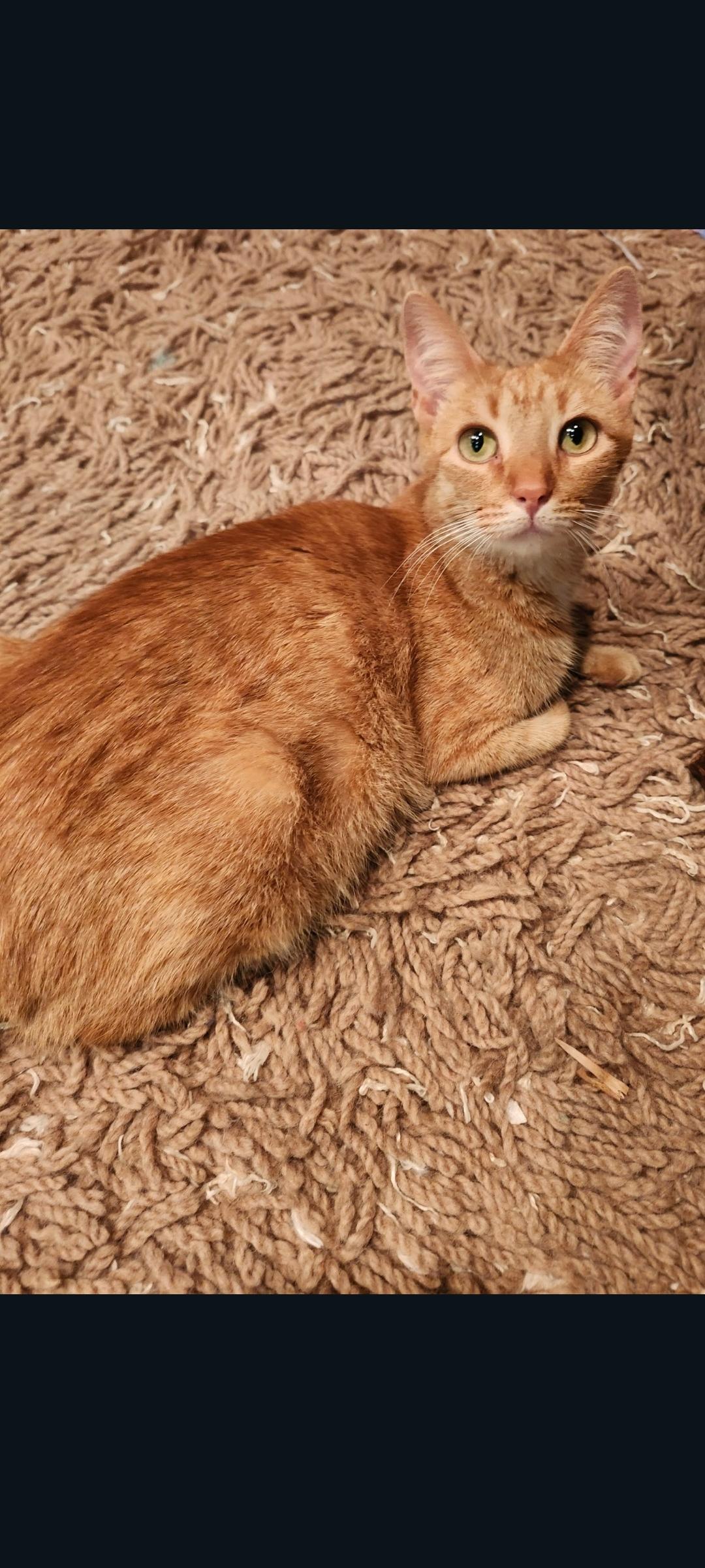 Enlarge Carmella, a Adoptable Domestic Short Hair in Lewis Center, OH image 6/6