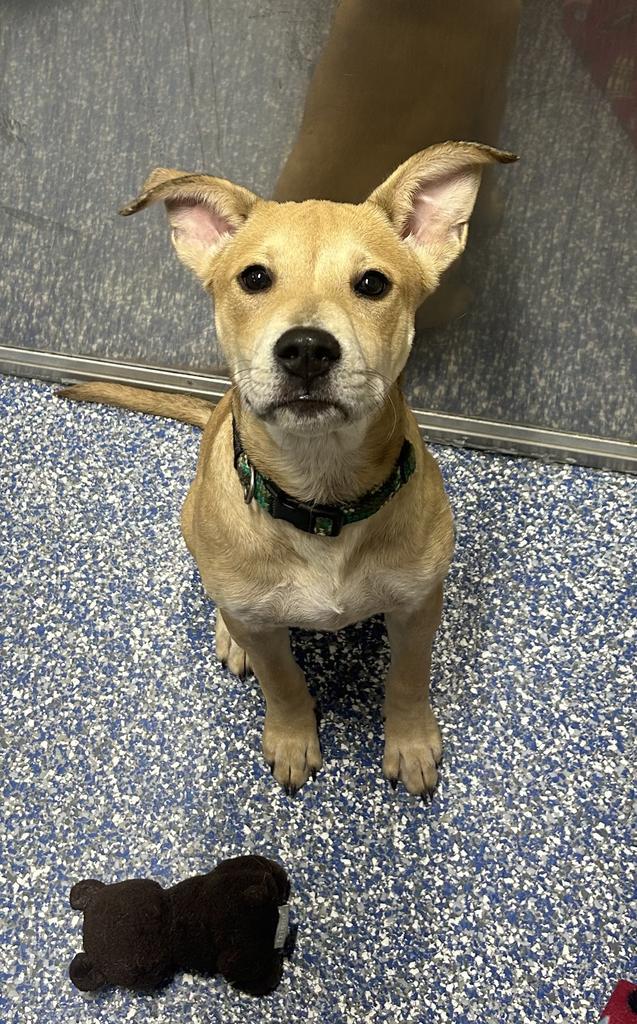 Boone, Adoptable, Young Male Shar-Pei & Shepherd.