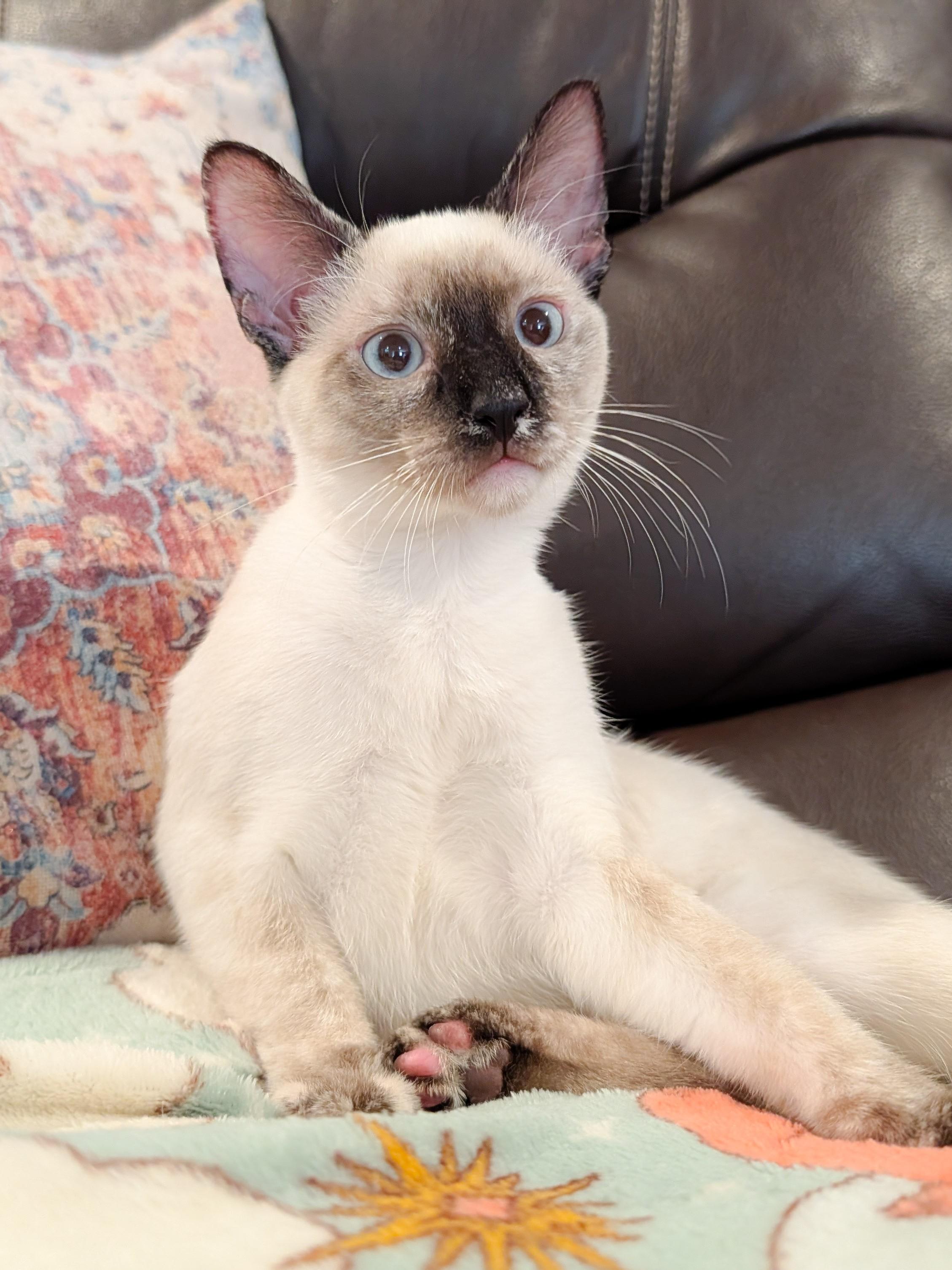 Enlarge Crescent, a Adopted mixed breed in Mobile, AL image 1/2