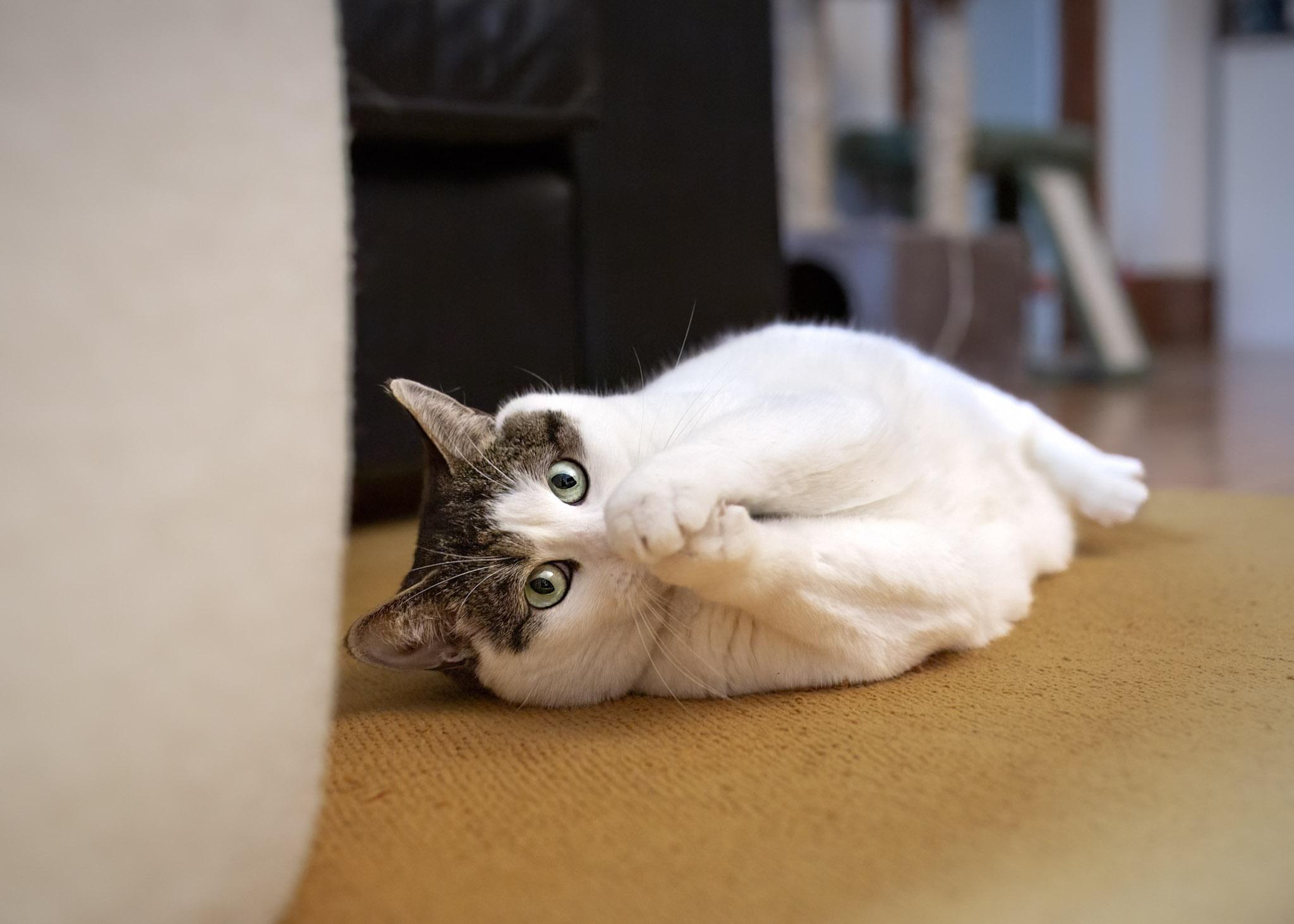 Enlarge Sibylle, a Adoptable mixed breed in Montréal, QC image 2/5