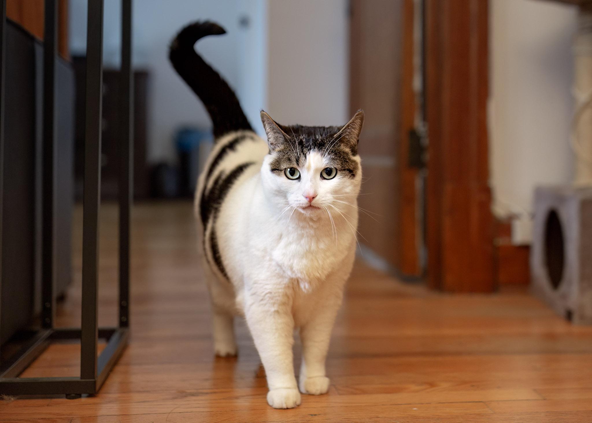 Enlarge Sibylle, a Adoptable mixed breed in Montréal, QC image 3/5