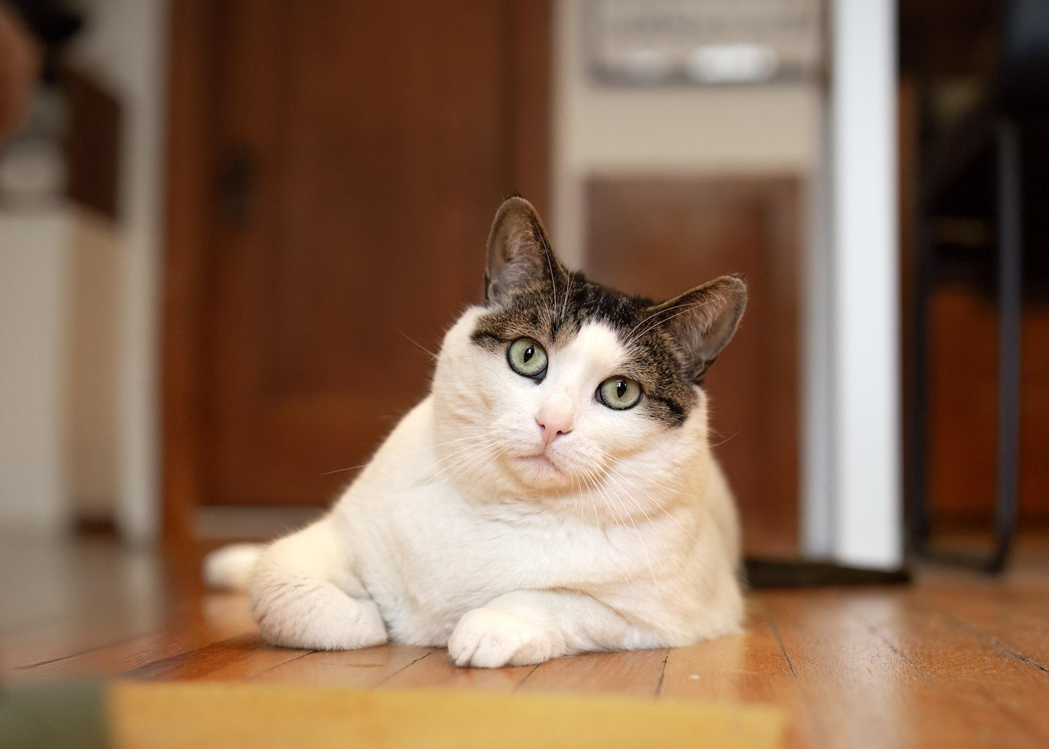 Enlarge Sibylle, a Adoptable mixed breed in Montréal, QC image 4/5