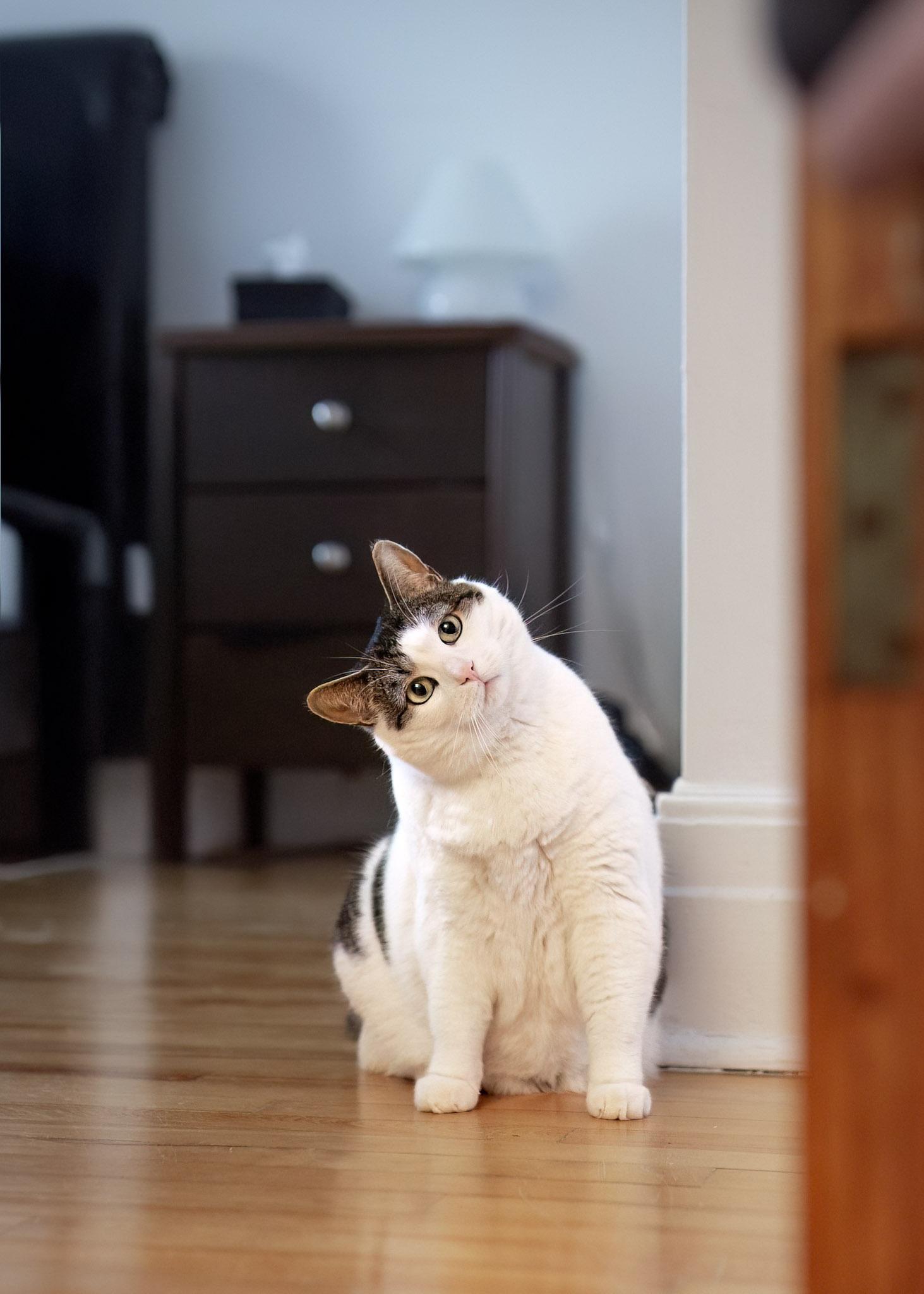 Enlarge Sibylle, a Adoptable mixed breed in Montréal, QC image 5/5