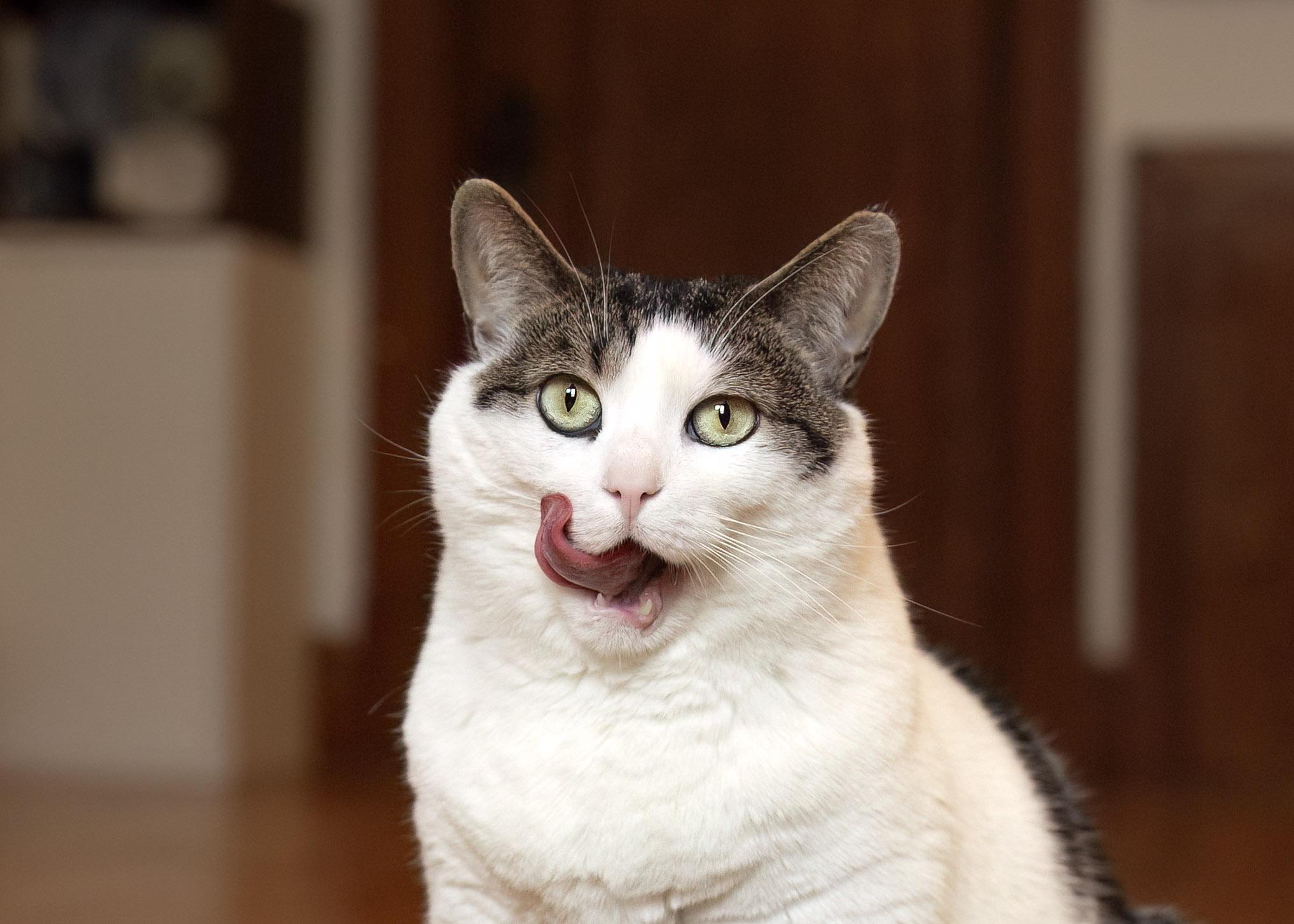 Sibylle, Adoptable, Adult Female Domestic Short Hair.