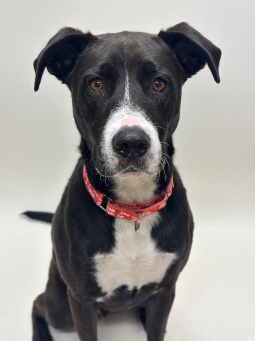 Enlarge LOUIE, a Adoptable Pit Bull Terrier in Hayward, CA image 1/1