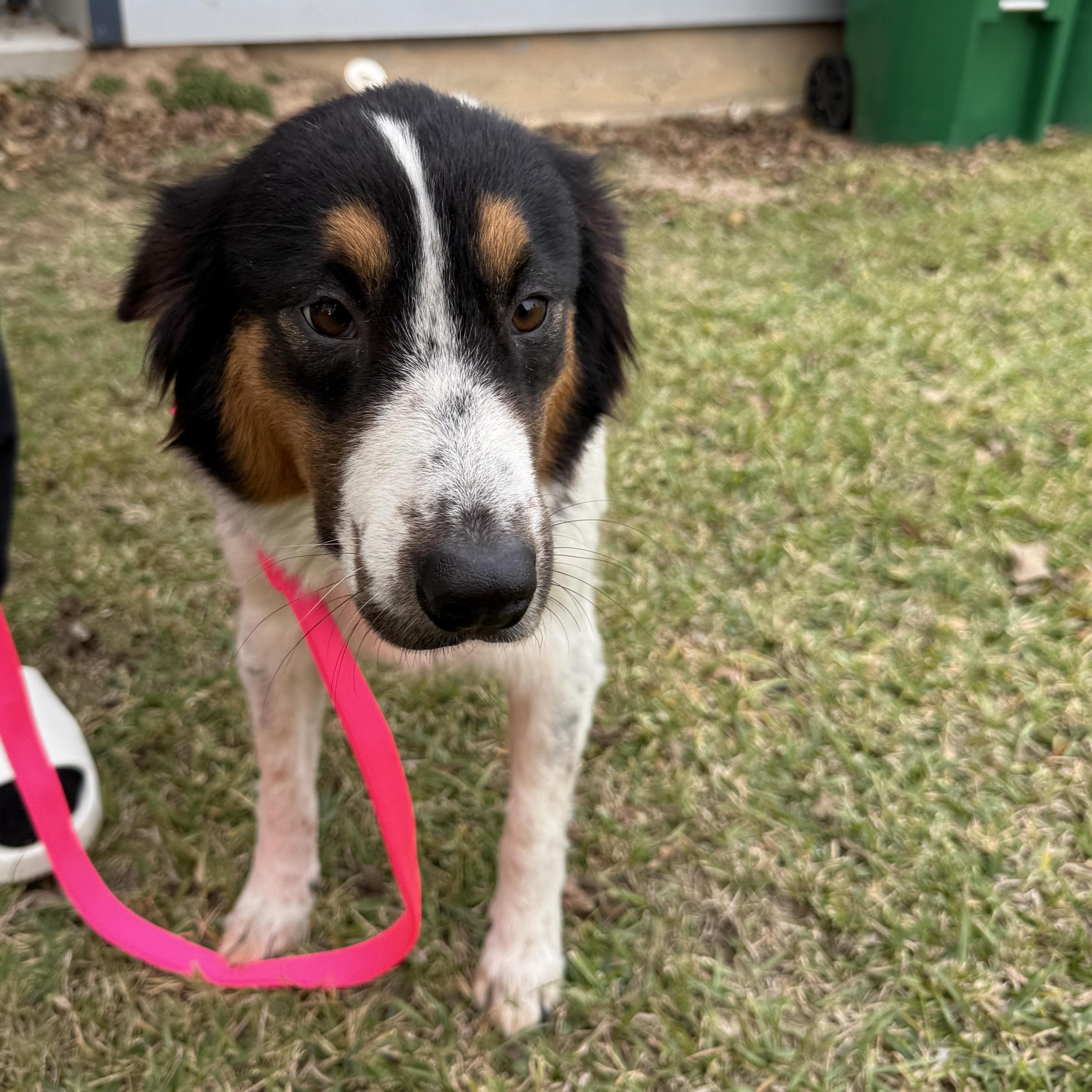 Enlarge Patches , a Adoptable mixed breed in Baton Rouge, LA image 5/6