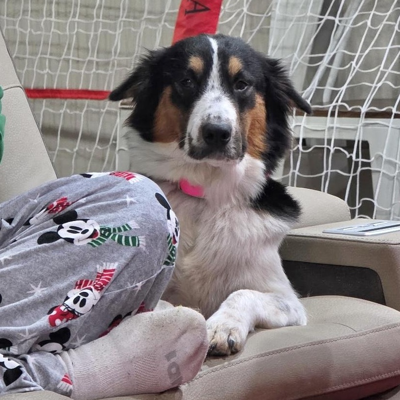 Patches , Adoptable, Adult Female Australian Shepherd.