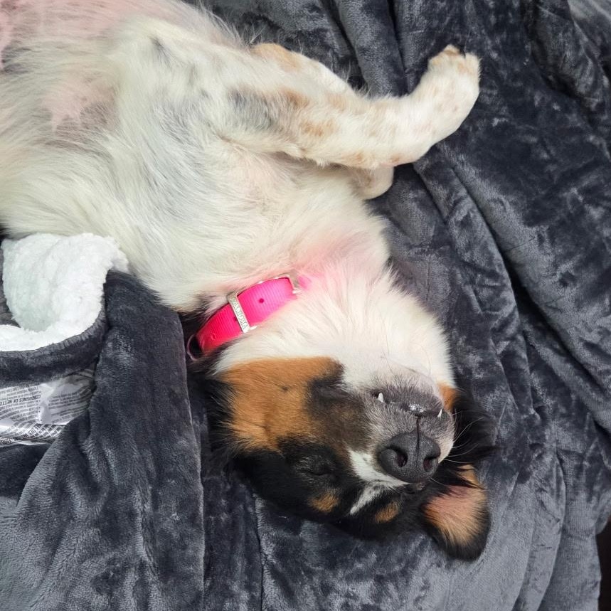 Enlarge Patches , a Adoptable mixed breed in Baton Rouge, LA image 6/6