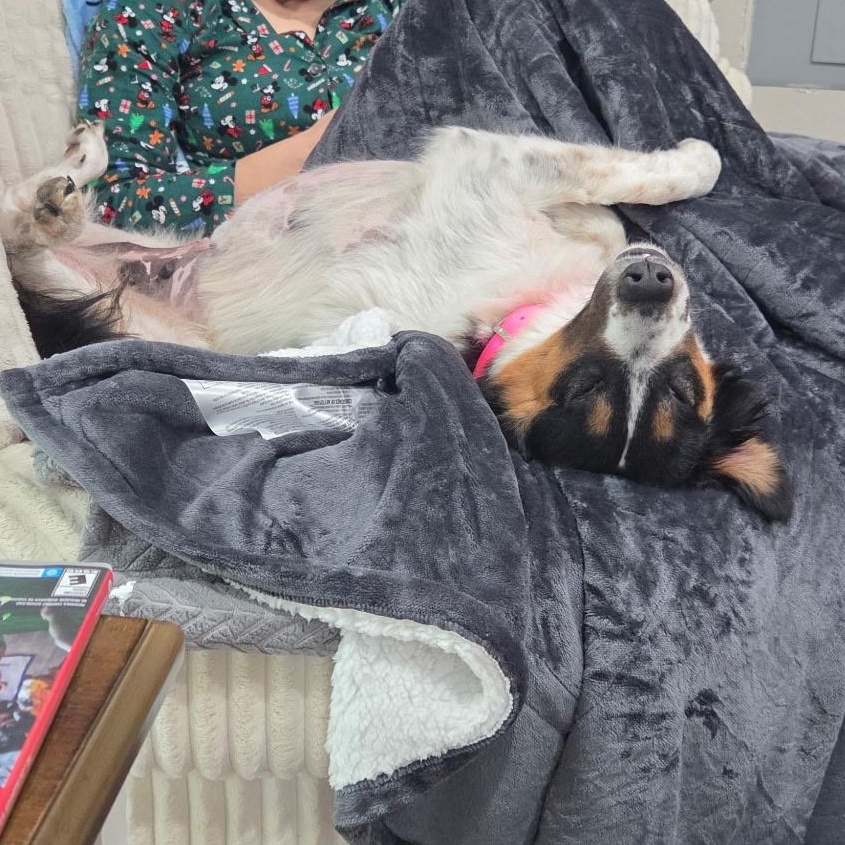 Enlarge Patches , a Adoptable mixed breed in Baton Rouge, LA image 3/6