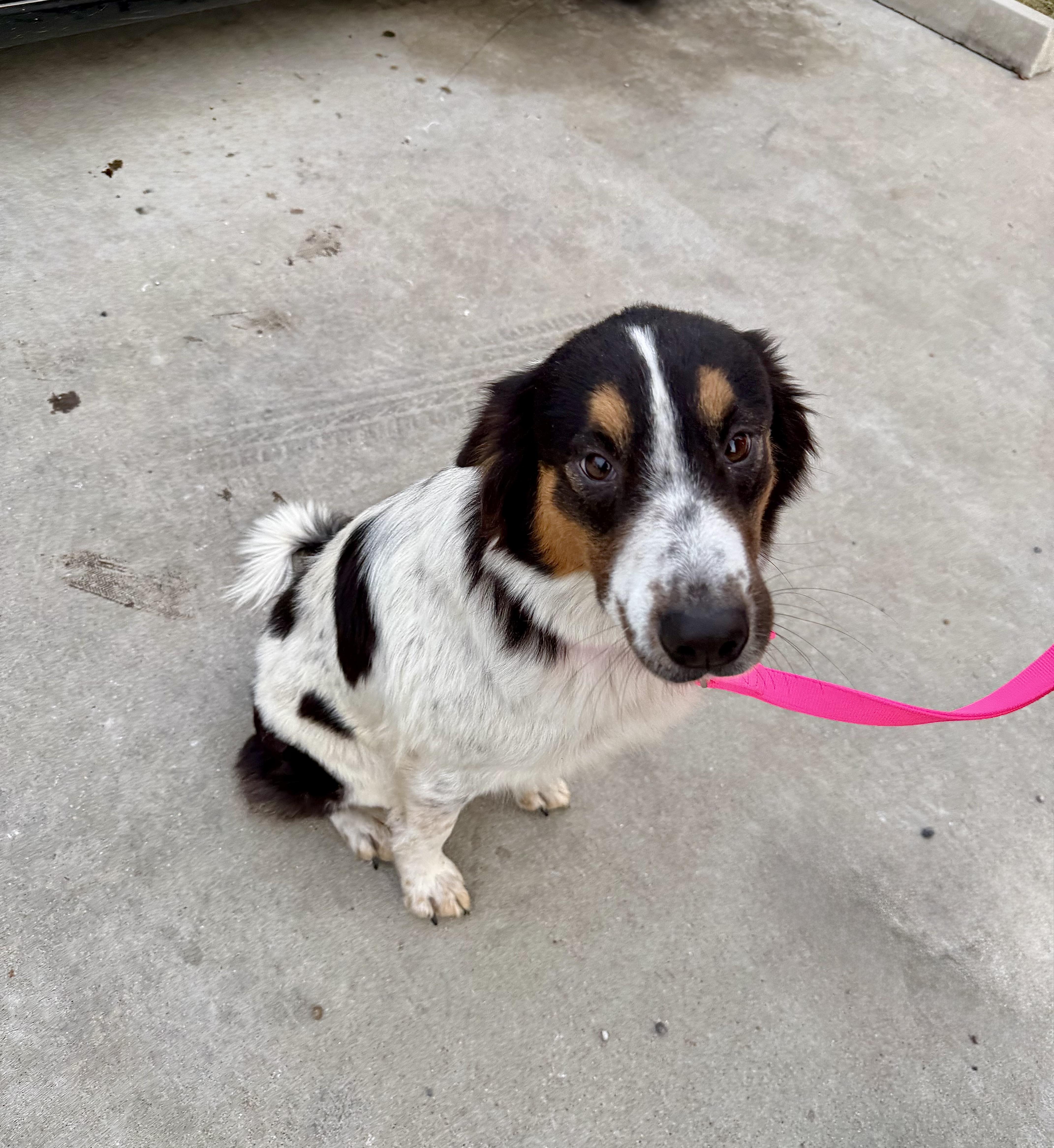 Enlarge Patches , a Adoptable mixed breed in Baton Rouge, LA image 4/6