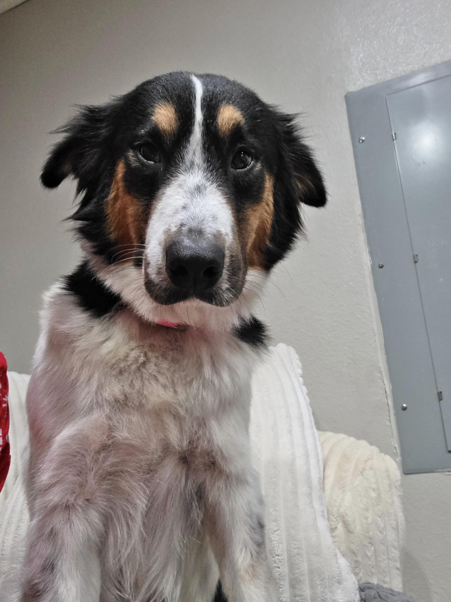 Enlarge Patches , a Adoptable mixed breed in Baton Rouge, LA image 2/6