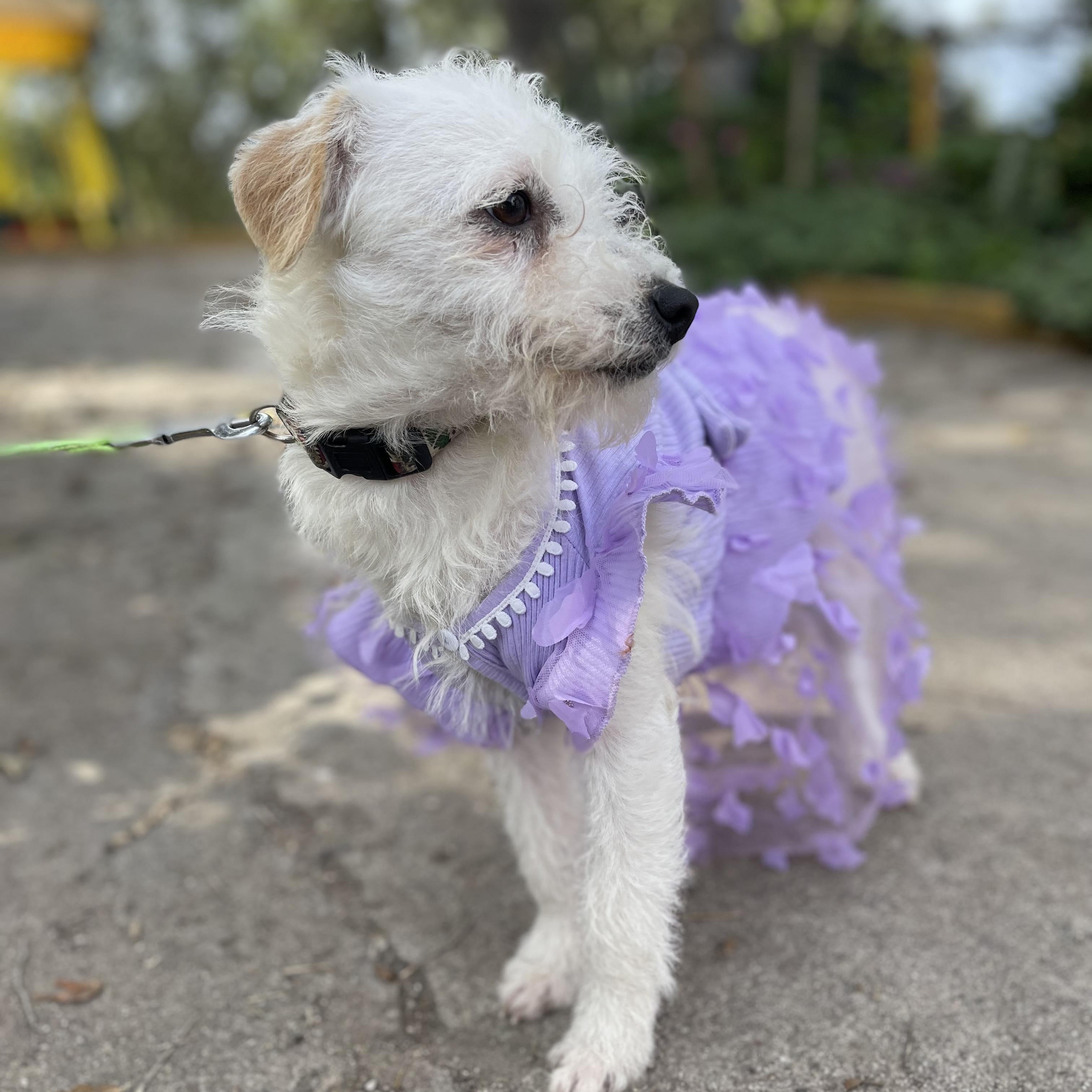 Enlarge PATTY  7 + months 10 lbs, a ADOPTABLE mixed breed in san diego, CA image 5/5