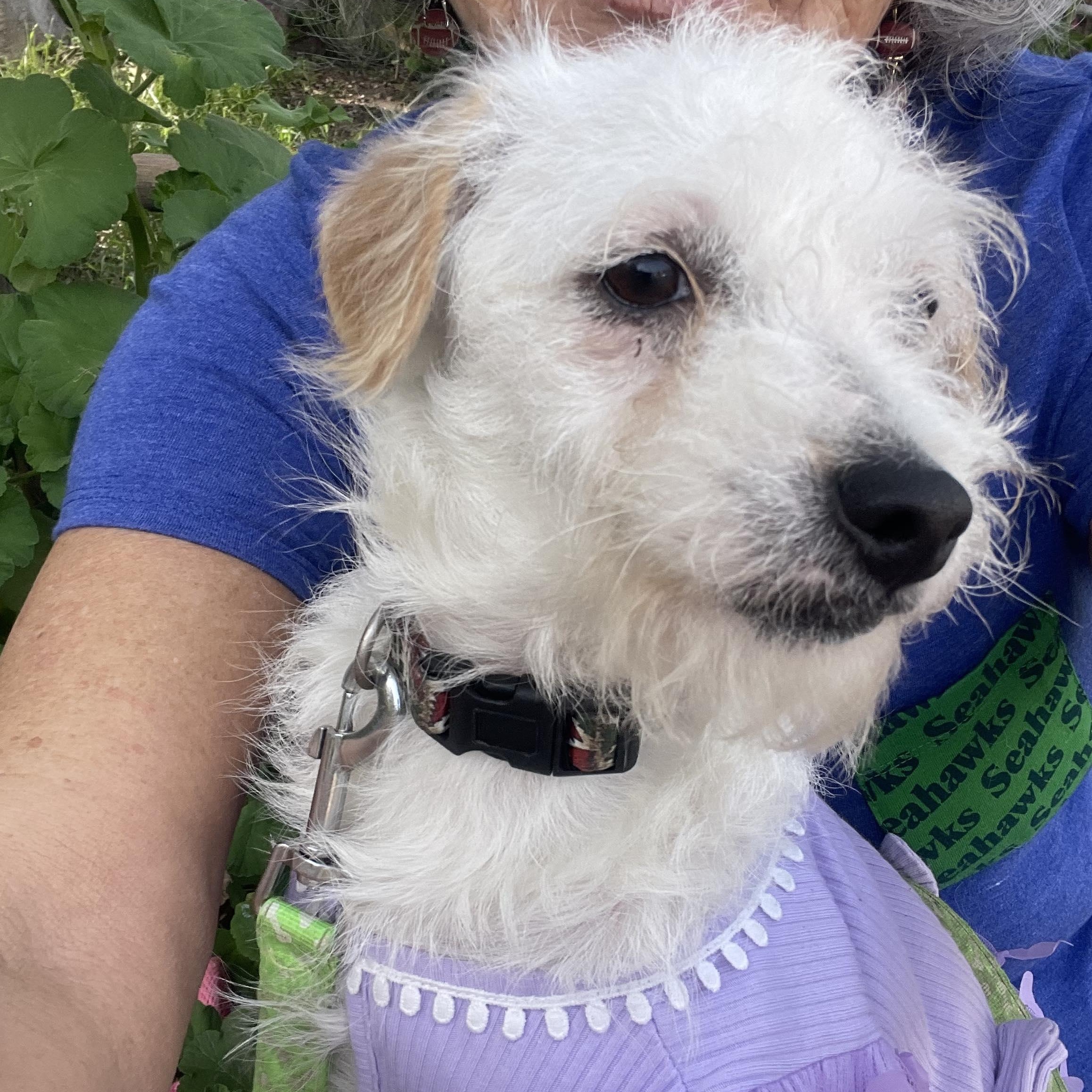 Enlarge PATTY  7 + months 10 lbs, a ADOPTABLE mixed breed in san diego, CA image 3/5