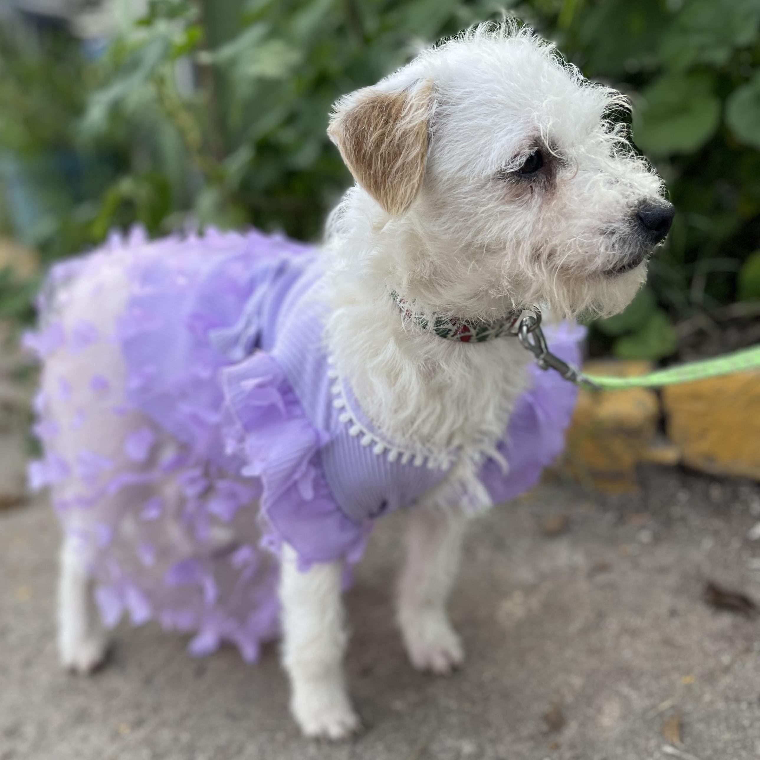 Enlarge PATTY  7 + months 10 lbs, a ADOPTABLE mixed breed in san diego, CA image 4/5