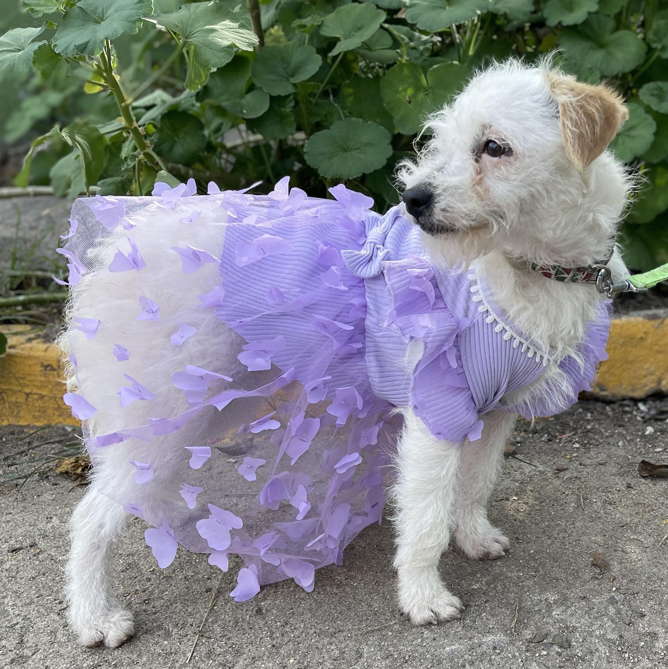 Enlarge PATTY  7 + months 10 lbs, a ADOPTABLE mixed breed in san diego, CA image 2/5