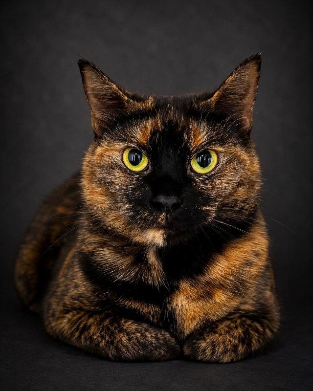 Mac, Adopted, Adult Female Domestic Short Hair.