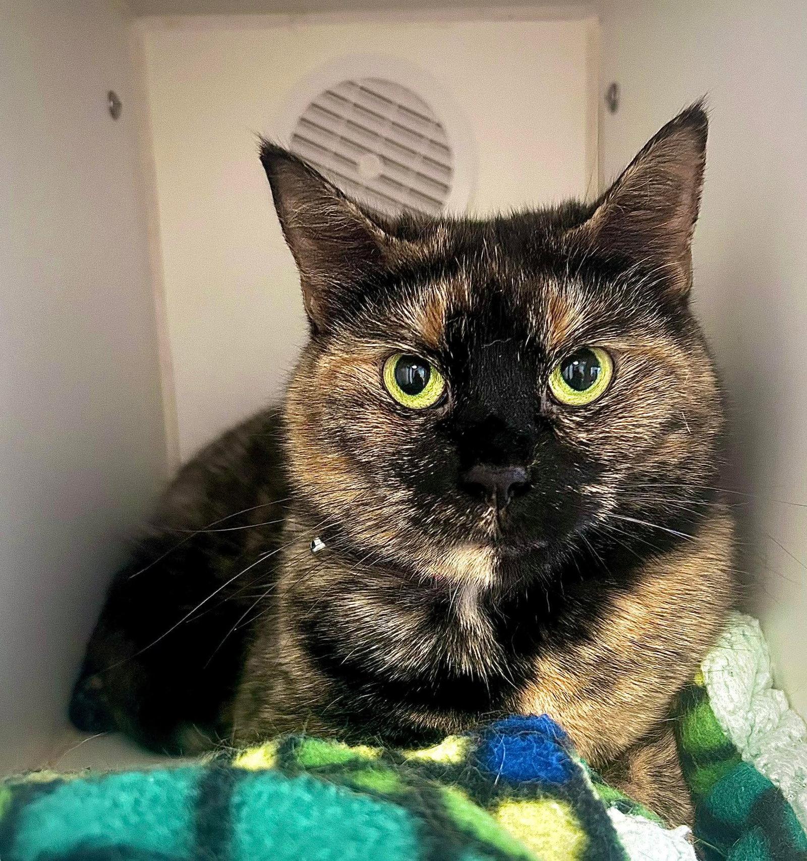 Mac, a Adopted Domestic Short Hair in Gettysburg, PA image 3/3