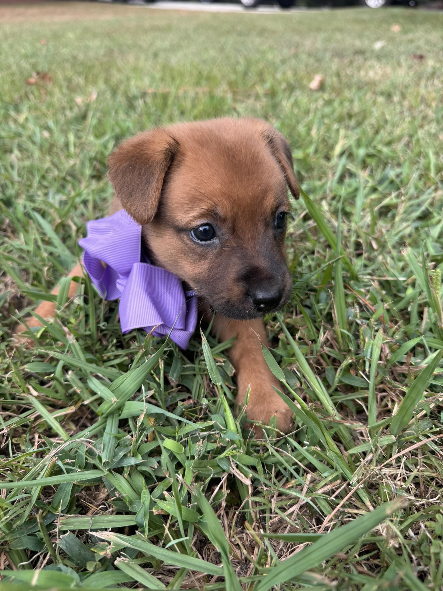 Enlarge Dahlia, a Adoptable mixed breed in Pelham, AL image 5/6